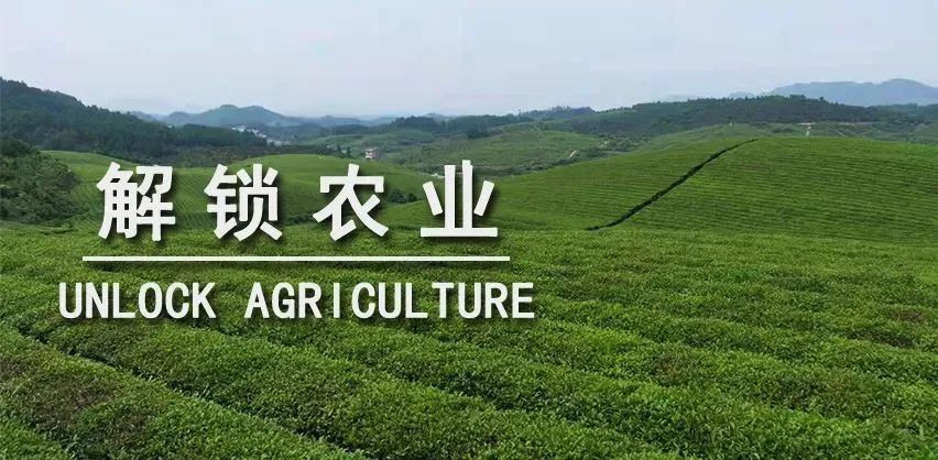 特稿 | 中央一号文件强调“实施农业品牌精品培育计划”！精品品牌如何助力农业强国建设？
